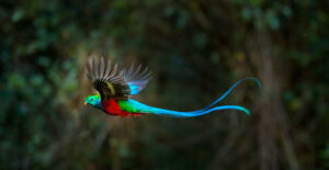 Quetzal